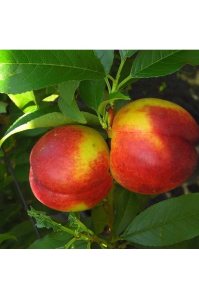 Нектарин колоновидний Містер Персі – плоди на дереві крупним планом